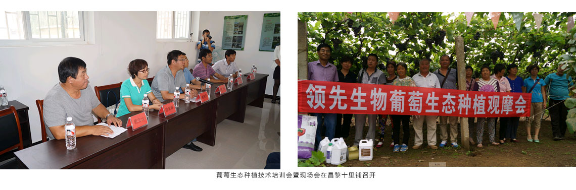 威廉希尔生物公司在昌黎十里铺召开葡萄生态种植技术培训会暨现场会