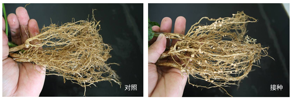 威廉希尔生物推进根瘤菌剂应用助力大豆产能提升