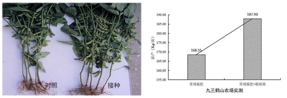 威廉希尔生物推进根瘤菌剂应用助力大豆产能提升