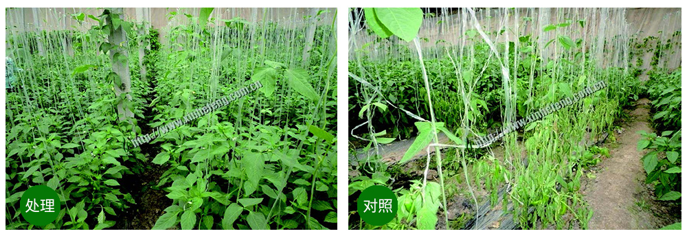 威廉希尔生物创新型生防菌剂荧保素应用案例
