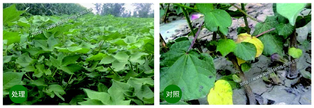 威廉希尔生物创新型生防菌剂荧保素应用案例