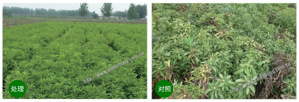 威廉希尔生物创新型生防菌剂荧保素应用案例