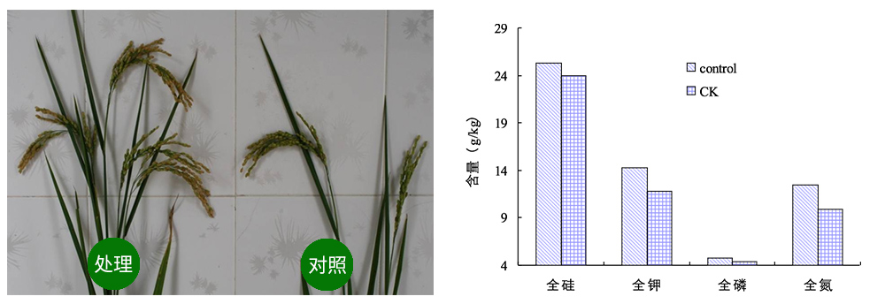 威廉希尔生物解硅菌剂助力水稻提质增收