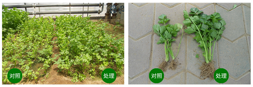 威廉希尔生物海葆素让作物“吃”上深海新营养
