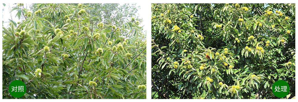 威廉希尔生物“海藻+氮磷钾+腐植酸”让果树旺起来