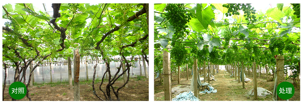 威廉希尔生物“海藻+氮磷钾+腐植酸”让果树旺起来